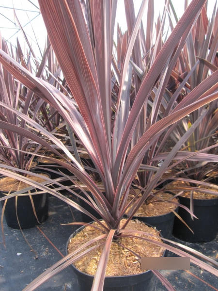 Cordyline australis Red Star 1